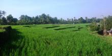 ubud bali