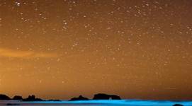 bioluminescene